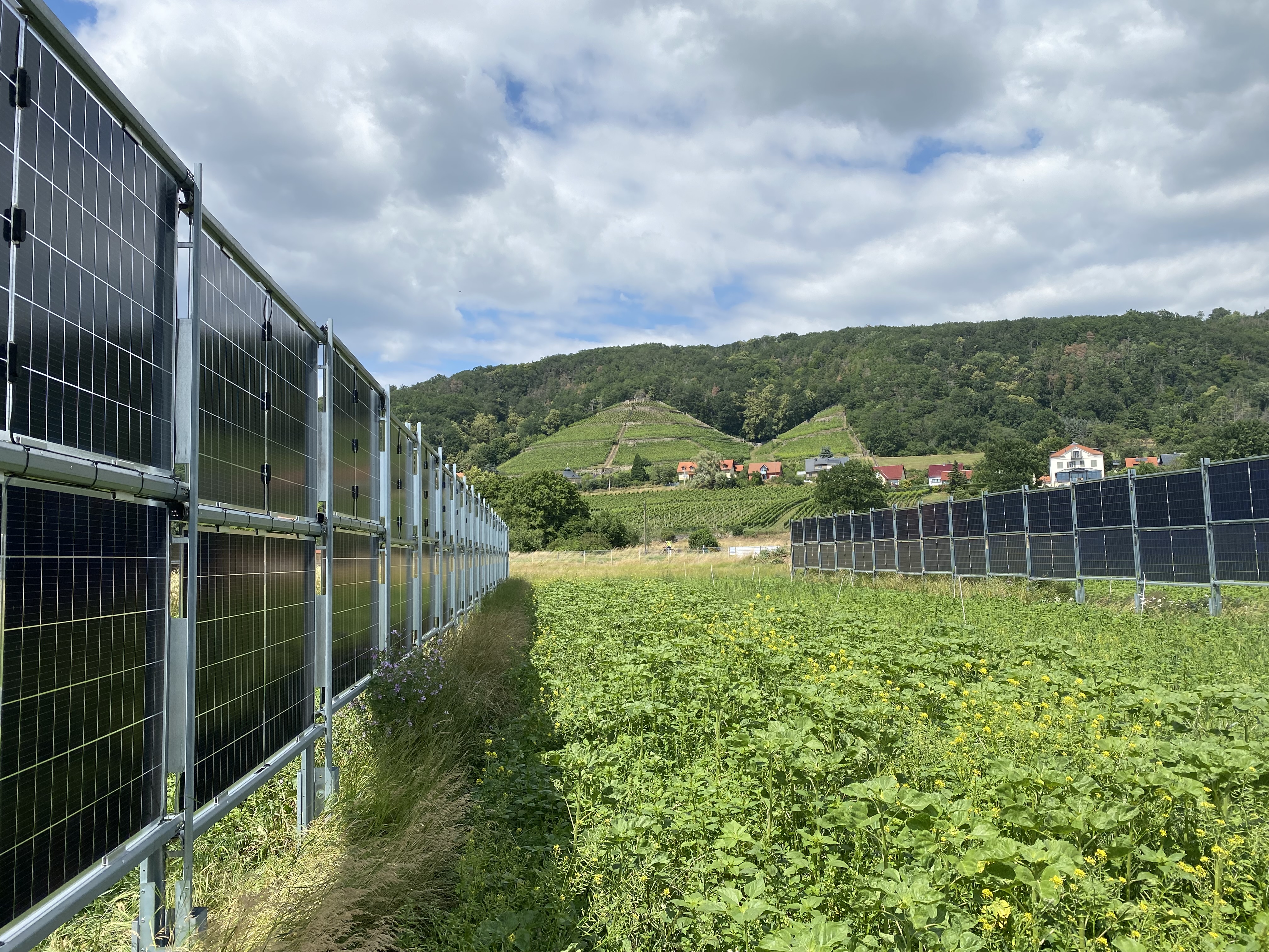 Eigentlich AgriPV in Pillnitz