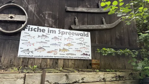 Fische im Spreewald